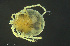  ( - HYDCA964)  @11 [ ] Creative Commons  Attribution Non-Commercial Share-Alike (2024) NTNU University Museum, Department of Natural History NTNU University Museum, Department of Natural History