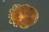  ( - HYDCA967)  @11 [ ] Creative Commons  Attribution Non-Commercial Share-Alike (2024) NTNU University Museum, Department of Natural History NTNU University Museum, Department of Natural History