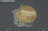  ( - HYDCA984)  @11 [ ] Creative Commons  Attribution Non-Commercial Share-Alike (2024) NTNU University Museum, Department of Natural History NTNU University Museum, Department of Natural History