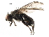 ( - BIOUG16343-C05)  @11 [ ] CreativeCommons - Attribution (2017) CBG Photography Group Centre for Biodiversity Genomics