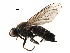  ( - BIOUG16343-C08)  @11 [ ] CreativeCommons - Attribution (2017) CBG Photography Group Centre for Biodiversity Genomics