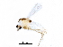  ( - BIOUG16512-H09)  @13 [ ] CreativeCommons - Attribution (2015) CBG Photography Group Centre for Biodiversity Genomics