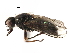  ( - BIOUG16343-E01)  @11 [ ] CreativeCommons - Attribution (2017) CBG Photography Group Centre for Biodiversity Genomics