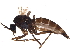  ( - BIOUG16809-H10)  @12 [ ] CreativeCommons - Attribution (2015) CBG Photography Group Centre for Biodiversity Genomics
