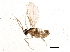  (Bryomyia producta - BIOUG03122-G09)  @14 [ ] CreativeCommons - Attribution (2014) CBG Photography Group Centre for Biodiversity Genomics