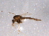  ( - BIOUG03162-E01)  @13 [ ] CreativeCommons - Attribution (2014) CBG Photography Group Centre for Biodiversity Genomics
