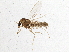  ( - BIOUG03598-B06)  @12 [ ] CreativeCommons - Attribution (2013) CBG Photography Group Centre for Biodiversity Genomics