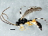  (Polyblastus tibialis - BIOUG03119-D02)  @13 [ ] CreativeCommons - Attribution (2014) CBG Photography Group Centre for Biodiversity Genomics