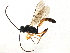  (Aethecerus - BIOUG03119-D11)  @15 [ ] CreativeCommons - Attribution (2013) CBG Photography Group Centre for Biodiversity Genomics