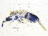  ( - BIOUG04182-E04)  @13 [ ] CreativeCommons - Attribution (2014) CBG Photography Group Centre for Biodiversity Genomics