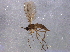  ( - BIOUG06609-C05)  @13 [ ] CreativeCommons - Attribution (2014) CBG Photography Group Centre for Biodiversity Genomics