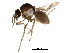  (Forcipomyia sp. 4ES - BIOUG19551-B11)  @13 [ ] CreativeCommons - Attribution (2015) CBG Photography Group Centre for Biodiversity Genomics