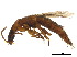  ( - BIOUG20096-B11)  @11 [ ] CreativeCommons - Attribution (2018) CBG Photography Group Centre for Biodiversity Genomics