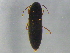  (Ampedus miniipennis - BIOUG03168-D03)  @13 [ ] CreativeCommons - Attribution (2012) CBG Photography Group Centre for Biodiversity Genomics