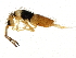  ( - BIOUG04291-F02)  @15 [ ] CreativeCommons - Attribution (2013) CBG Photography Group Centre for Biodiversity Genomics
