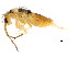  ( - BIOUG04310-F04)  @15 [ ] CreativeCommons - Attribution (2013) CBG Photography Group Centre for Biodiversity Genomics