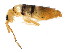  ( - BIOUG04310-F05)  @15 [ ] CreativeCommons - Attribution (2013) CBG Photography Group Centre for Biodiversity Genomics