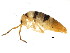  ( - BIOUG04310-G12)  @15 [ ] CreativeCommons - Attribution (2013) CBG Photography Group Centre for Biodiversity Genomics