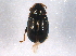  (Crepidodera - BIOUG05829-A03)  @15 [ ] CreativeCommons - Attribution (2014) CBG Photography Group Centre for Biodiversity Genomics