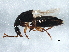  ( - BIOUG05829-A06)  @12 [ ] CreativeCommons - Attribution (2014) CBG Photography Group Centre for Biodiversity Genomics