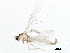  (Winnertziinae - BIOUG09939-H03)  @13 [ ] CreativeCommons - Attribution (2014) CBG Photography Group Centre for Biodiversity Genomics