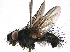  ( - BIOUG09940-C06)  @14 [ ] CreativeCommons - Attribution (2014) CBG Photography Group Centre for Biodiversity Genomics