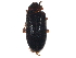  (Hemicyphon - BIOUG10131-C08)  @14 [ ] CreativeCommons - Attribution (2014) CBG Photography Group Centre for Biodiversity Genomics