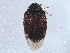  (Anthrenus castaneae - BIOUG10332-D03)  @14 [ ] CreativeCommons - Attribution (2014) CBG Photography Group Centre for Biodiversity Genomics