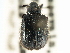  ( - CNC COLEO 00109772)  @11 [ ] CreativeCommons - Attribution (2011) CNC/CBG Photography Group Centre for Biodiversity Genomics