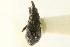  ( - CNC COLEO 00109956)  @11 [ ] CreativeCommons - Attribution (2011) CNC/CBG Photography Group Centre for Biodiversity Genomics