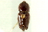  ( - CNC COLEO 00116751)  @11 [ ] CreativeCommons - Attribution (2011) CNC/CBG Photography Group Centre for Biodiversity Genomics