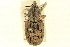  (Sipalinus - CNC COLEO 00116759)  @14 [ ] CreativeCommons - Attribution (2011) CNC/CBG Photography Group Centre for Biodiversity Genomics