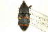  (Metamasius spinolae - CNC COLEO 00116777)  @11 [ ] CreativeCommons - Attribution (2011) CNC/CBG Photography Group Centre for Biodiversity Genomics