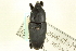  ( - CNC COLEO 00116781)  @11 [ ] CreativeCommons - Attribution (2011) CNC/CBG Photography Group Centre for Biodiversity Genomics