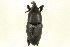  ( - CNC COLEO 00116784)  @11 [ ] CreativeCommons - Attribution (2011) CNC/CBG Photography Group Centre for Biodiversity Genomics