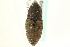  ( - CNC COLEO 00116811)  @11 [ ] CreativeCommons - Attribution (2011) CNC/CBG Photography Group Centre for Biodiversity Genomics