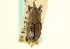  ( - CNC COLEO 00116812)  @11 [ ] CreativeCommons - Attribution (2011) CNC/CBG Photography Group Centre for Biodiversity Genomics