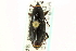  ( - CNC COLEO 00116838)  @11 [ ] CreativeCommons - Attribution (2011) CNC/CBG Photography Group Centre for Biodiversity Genomics
