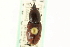  ( - CNC COLEO 00116840)  @11 [ ] CreativeCommons - Attribution (2011) CNC/CBG Photography Group Centre for Biodiversity Genomics