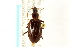  ( - CNC COLEO 00109534)  @13 [ ] CreativeCommons - Attribution (2011) CNC/CBG Photography Group Centre for Biodiversity Genomics