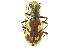  (Cicindela lengi versuta - CNC COLEO 00117251)  @11 [ ] CreativeCommons - Attribution (2011) CNC/CBG Photography Group Centre for Biodiversity Genomics
