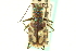  ( - CNC COLEO 00117256)  @11 [ ] CreativeCommons - Attribution (2011) CNC/CBG Photography Group Centre for Biodiversity Genomics