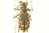  ( - CNC COLEO 00117282)  @11 [ ] CreativeCommons - Attribution (2011) CNC/CBG Photography Group Centre for Biodiversity Genomics