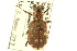  (Cicindela repanda novascotiae - CNC COLEO 00117284)  @11 [ ] CreativeCommons - Attribution (2011) CNC/CBG Photography Group Centre for Biodiversity Genomics