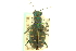  ( - CNC COLEO 00117290)  @13 [ ] CreativeCommons - Attribution (2011) CNC/CBG Photography Group Centre for Biodiversity Genomics