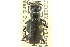  (Cicindela scutellaris molesta - CNC COLEO 00117344)  @11 [ ] CreativeCommons - Attribution (2011) CNC/CBG Photography Group Centre for Biodiversity Genomics