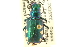  ( - CNC COLEO 00117345)  @11 [ ] CreativeCommons - Attribution (2011) CNC/CBG Photography Group Centre for Biodiversity Genomics