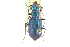  (Cicindela scutellaris rugata - CNC COLEO 00117347)  @14 [ ] CreativeCommons - Attribution (2011) CNC/CBG Photography Group Centre for Biodiversity Genomics