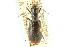 ( - CNC COLEO 00117375)  @11 [ ] CreativeCommons - Attribution (2011) CNC/CBG Photography Group Centre for Biodiversity Genomics