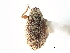  (Anthonomus heterogenus - CNC COLEO 00117424)  @11 [ ] CreativeCommons - Attribution (2011) CNC/CBG Photography Group Centre for Biodiversity Genomics